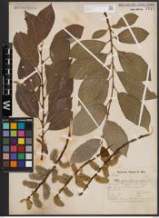 Foto von Salix caprea L.